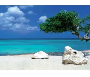 Divi Divi Tree (1000 Piece Puzzle)