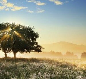 Play of Light (1000 Piece Puzzle)