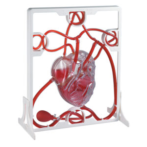 Pumping Heart Model (MK019)