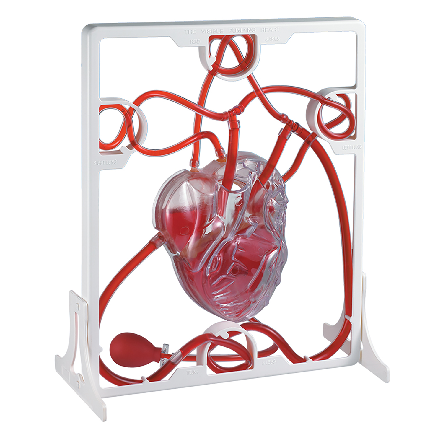 Pumping Heart Model (MK019)