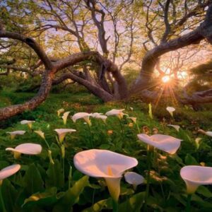 Calla Clearing (1000 Piece Puzzle)