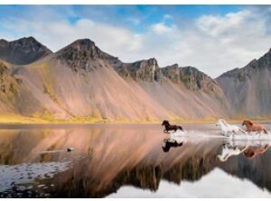 Iceland Horses (1000 Piece Puzzle)