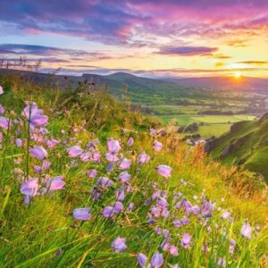 Harebells at Sunrise (500 Piece Puzzle)