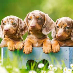 Cute Dachshunds (500 Piece Puzzle)