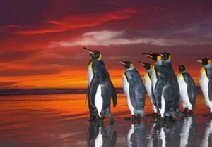 King Penguins (1000 Piece Puzzle)