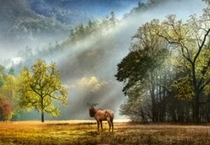 Morning Salute (1000 Piece Puzzle)