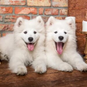 Samoyed Puppies Say Hello (1000 Piece Puzzle)