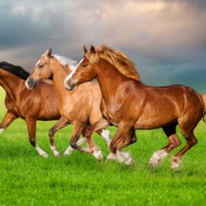 Horses in Spring Rush (500 Piece Puzzle)