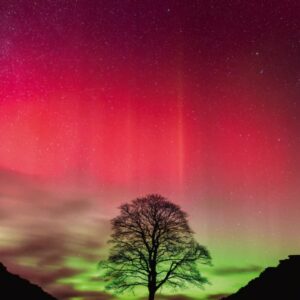 Sycamore Gap (1000 Piece Puzzle)